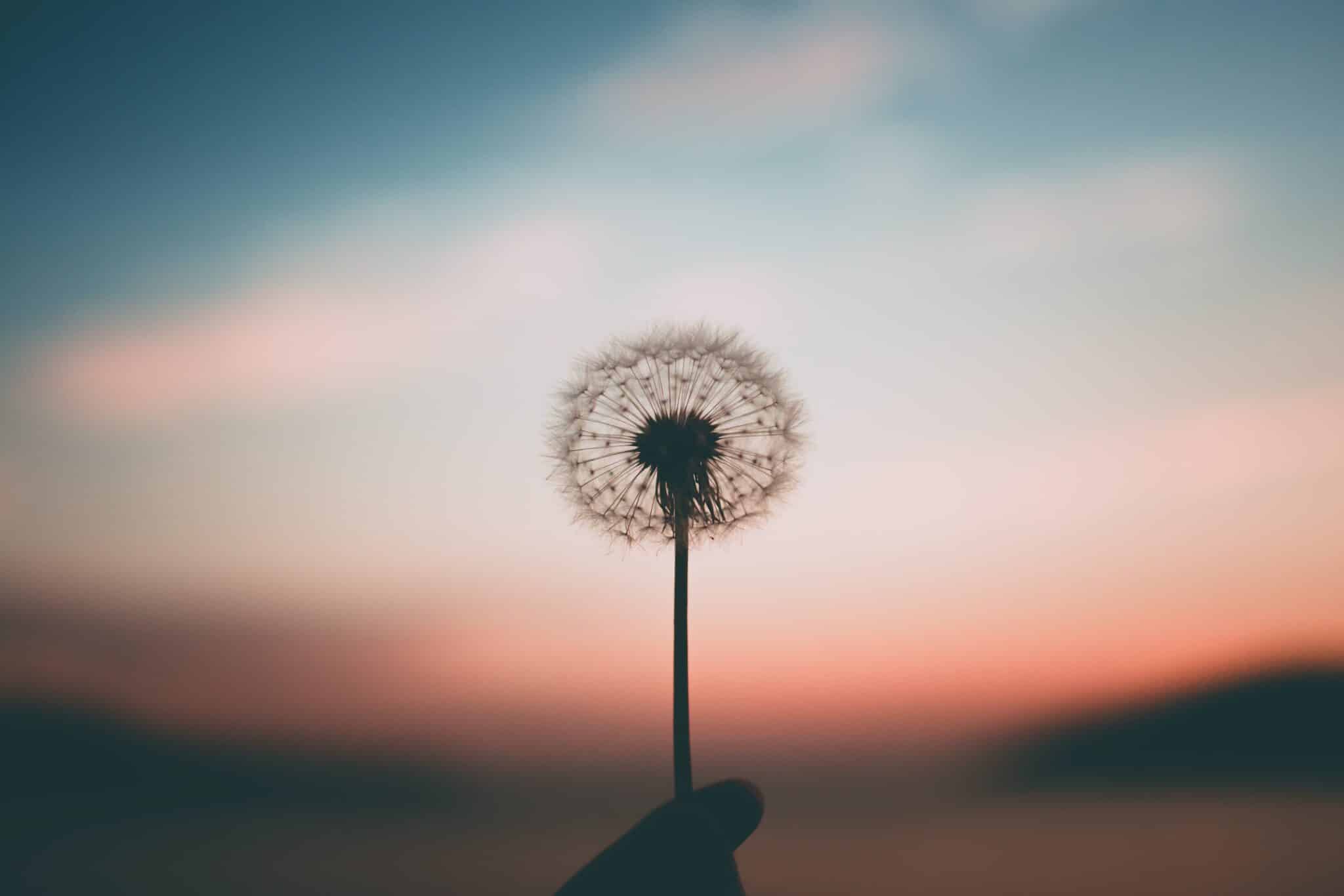 dandelion in the hand | Photo by Aleksandr Ledogorov on Unsplash