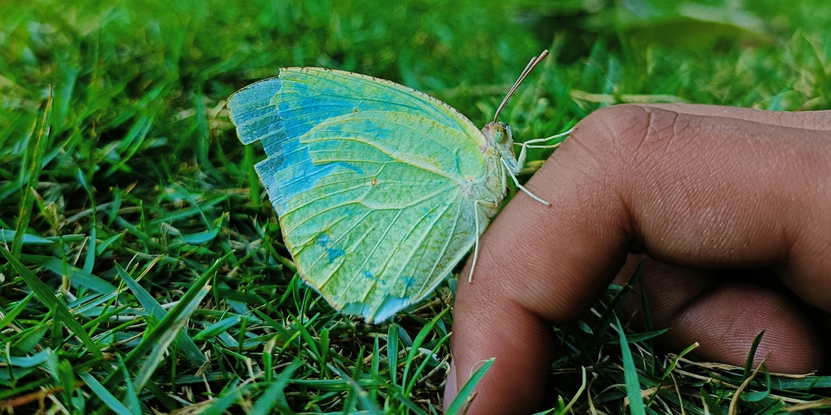 green butterfly resting on fingers