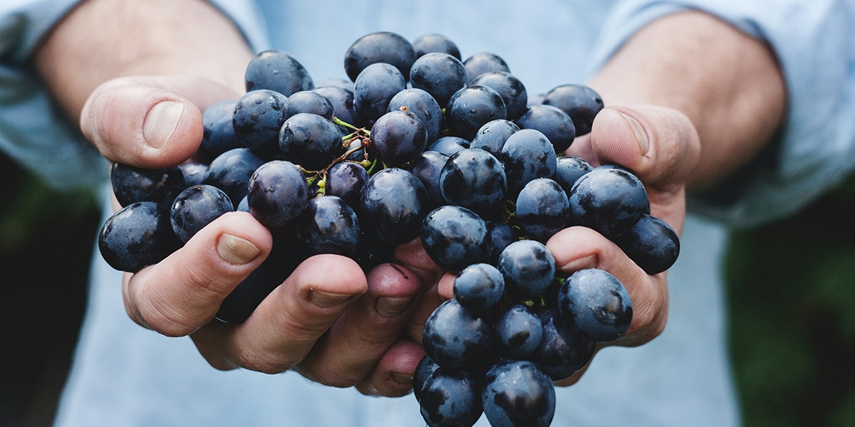 hands holding red grapes