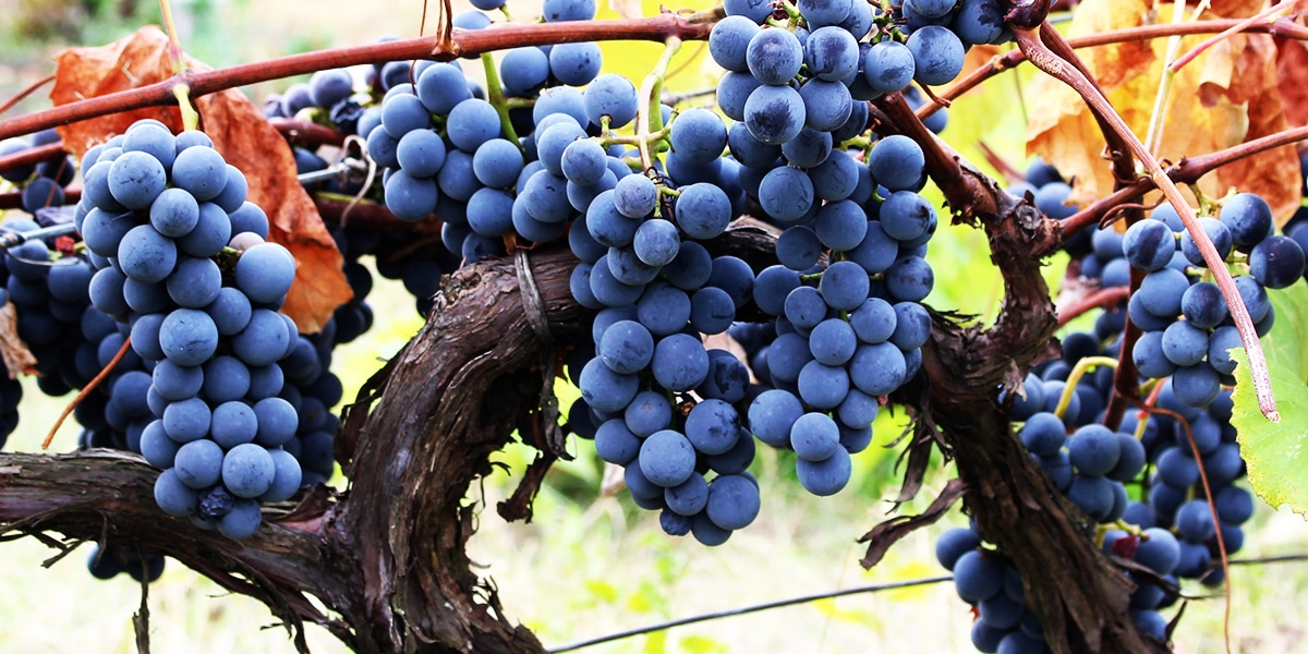 vine, full of branches and grapes