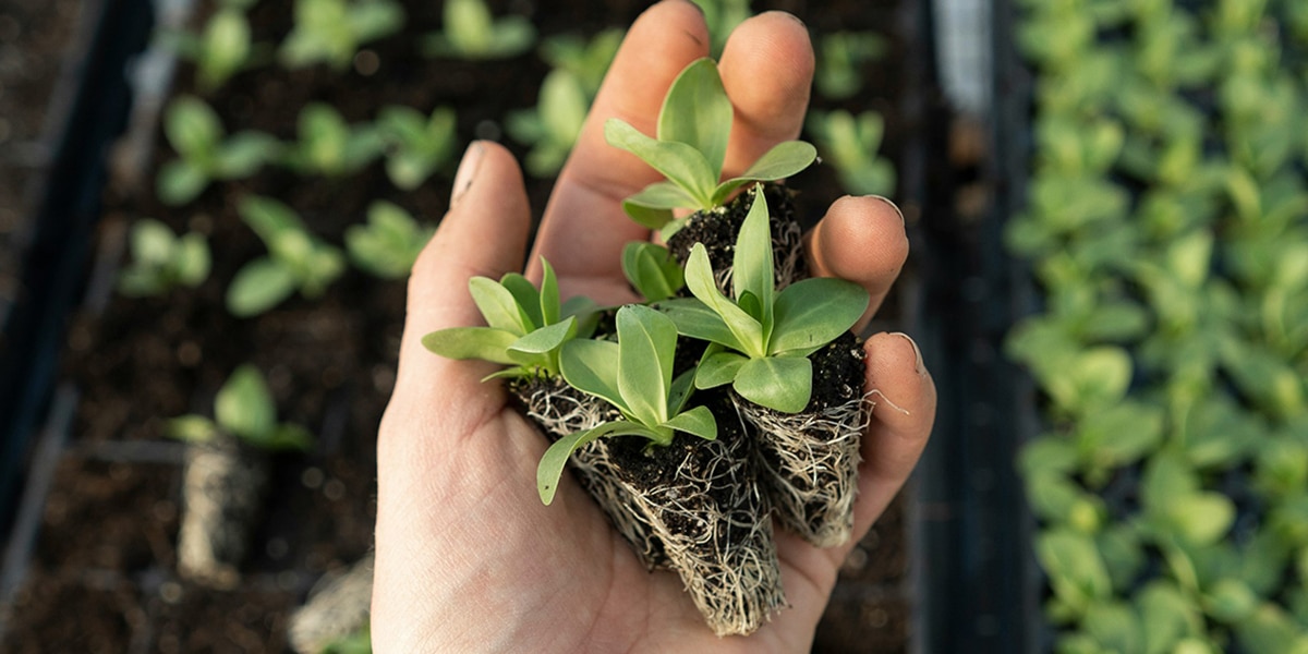 hand holding small growing plants