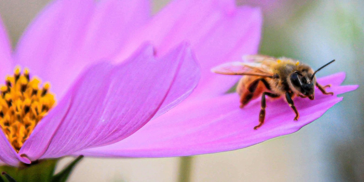 honeybee resting on a flower