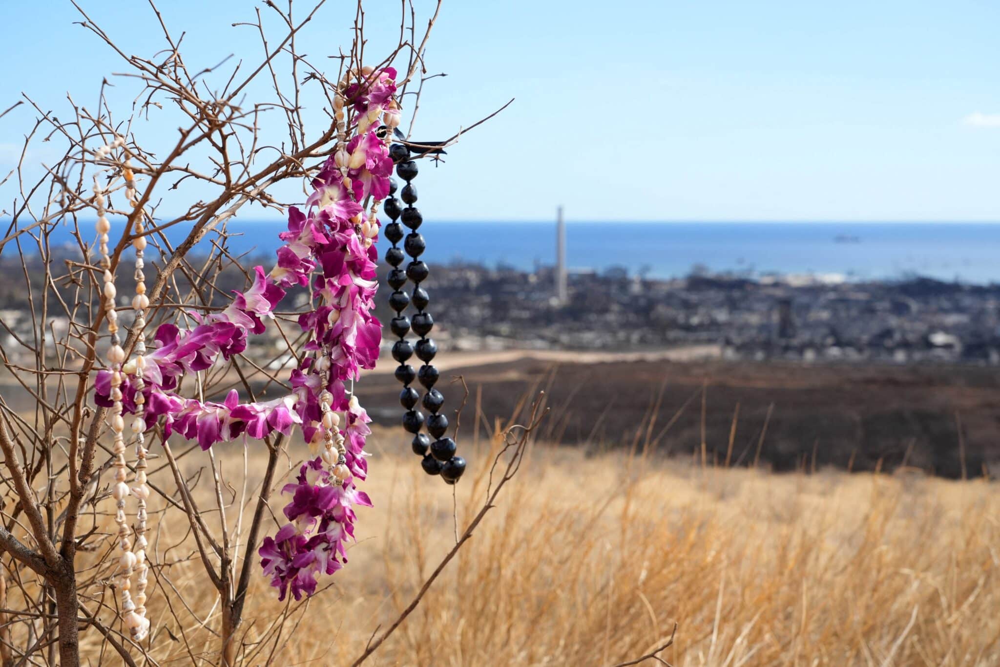 A makeshift memorial hangs on a tree overlooking burned houses and buildings in Lahaina, Hawaii, Aug. 12, 2023.