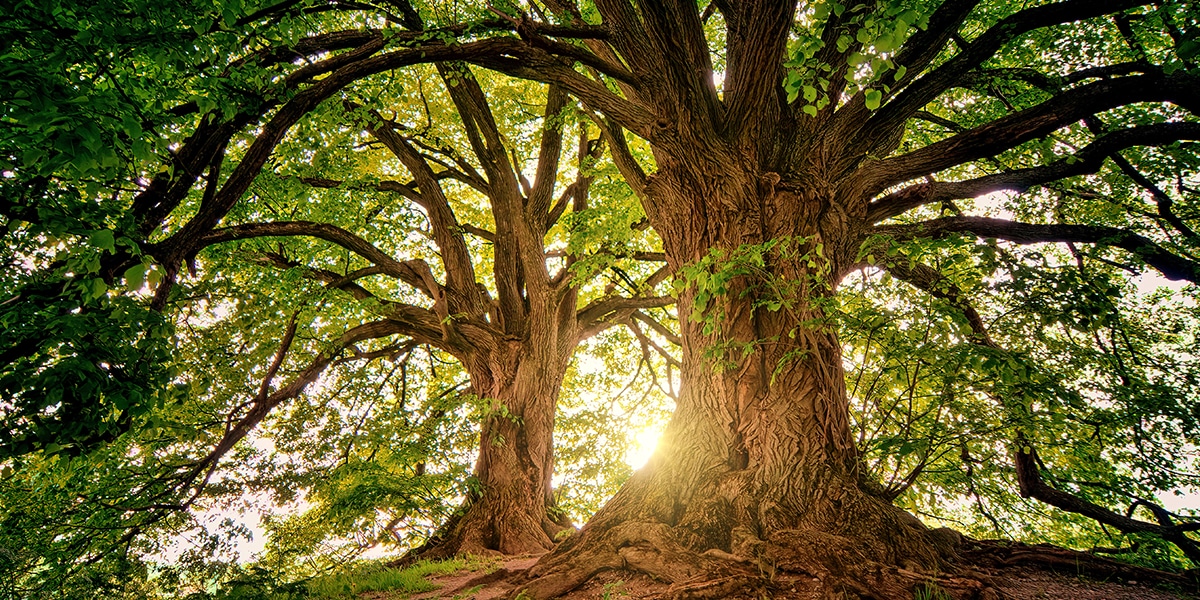 old tree in a grove