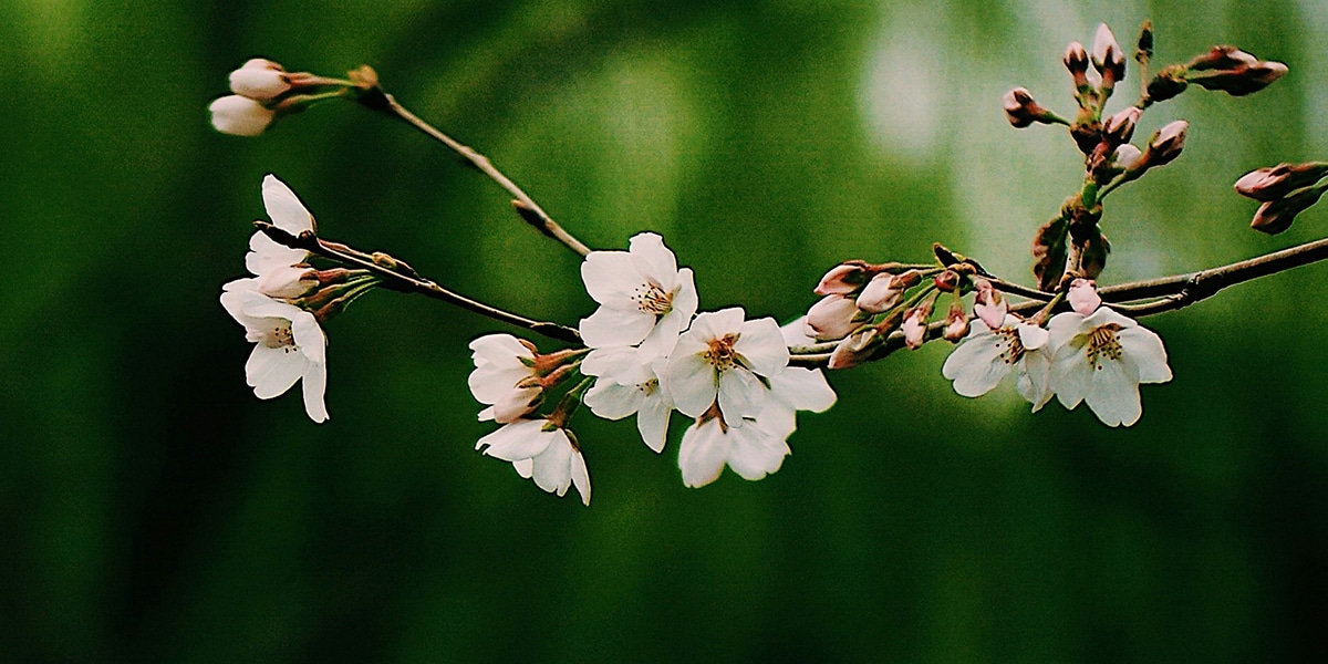 tree with blooming white flowers