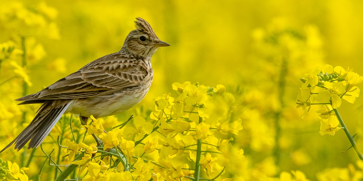 Skylark perching in a flowering rapeseed field.