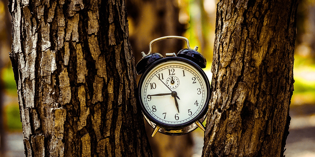 alarm clock stuck in trees