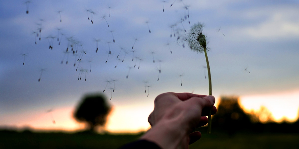 A wind is blowing dandelion seeds into the sky