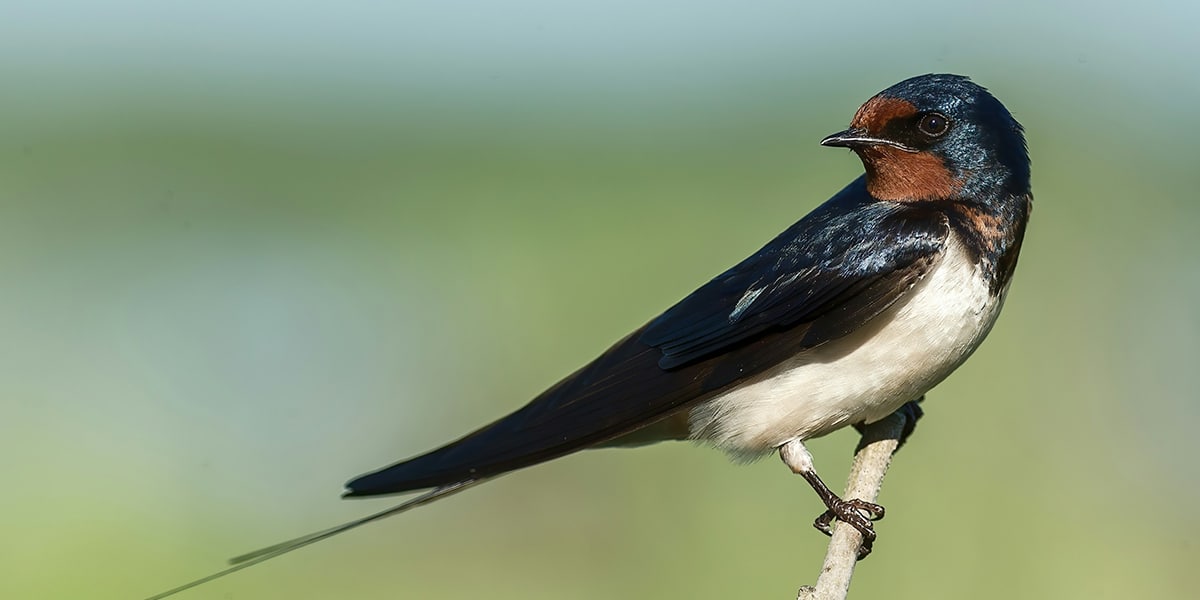 A bird, swallow, sitting on a branch