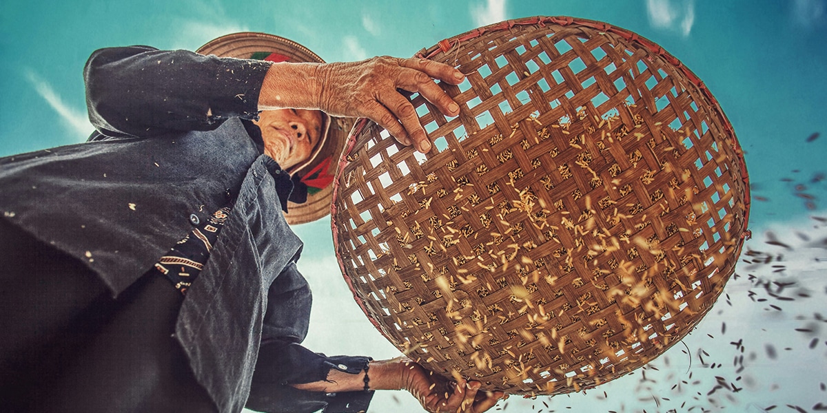 woman harvesting grain