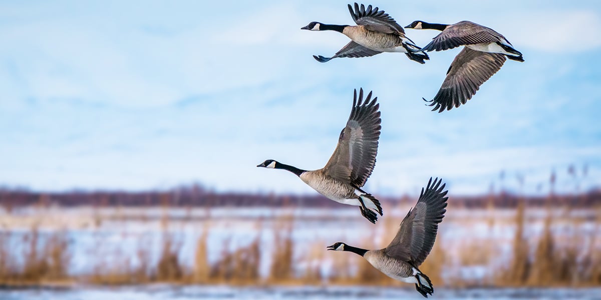 A flock of birds flying in the sky