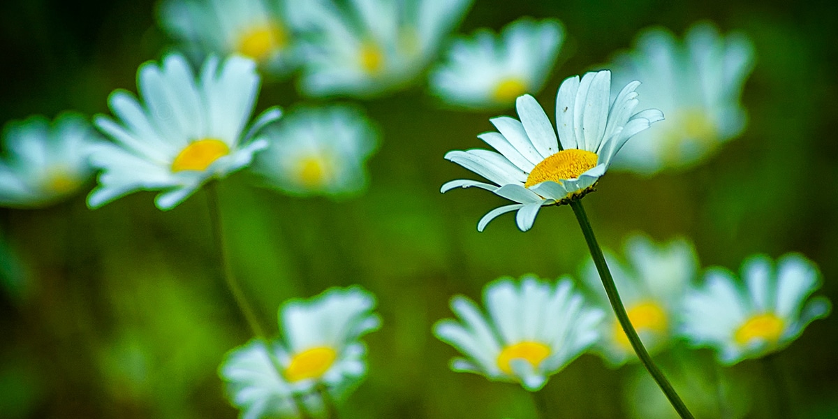 white daisies in a field