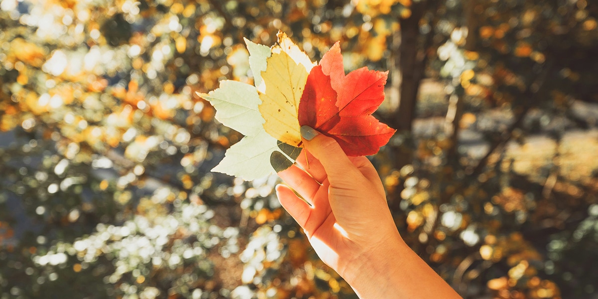 hand holding up different color leafs