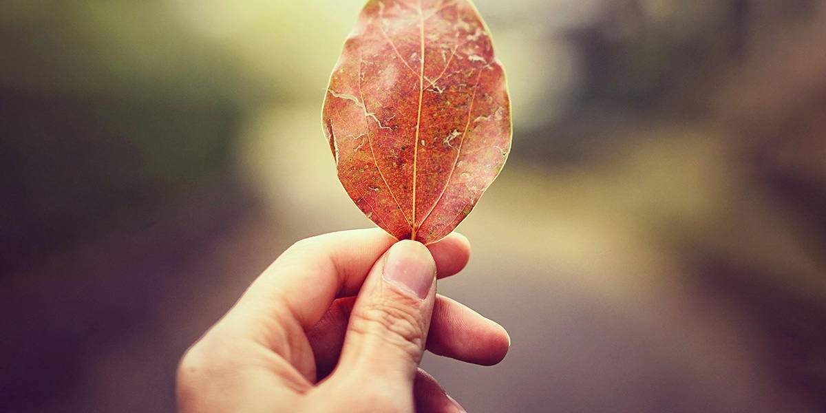 hand holding a read leaf