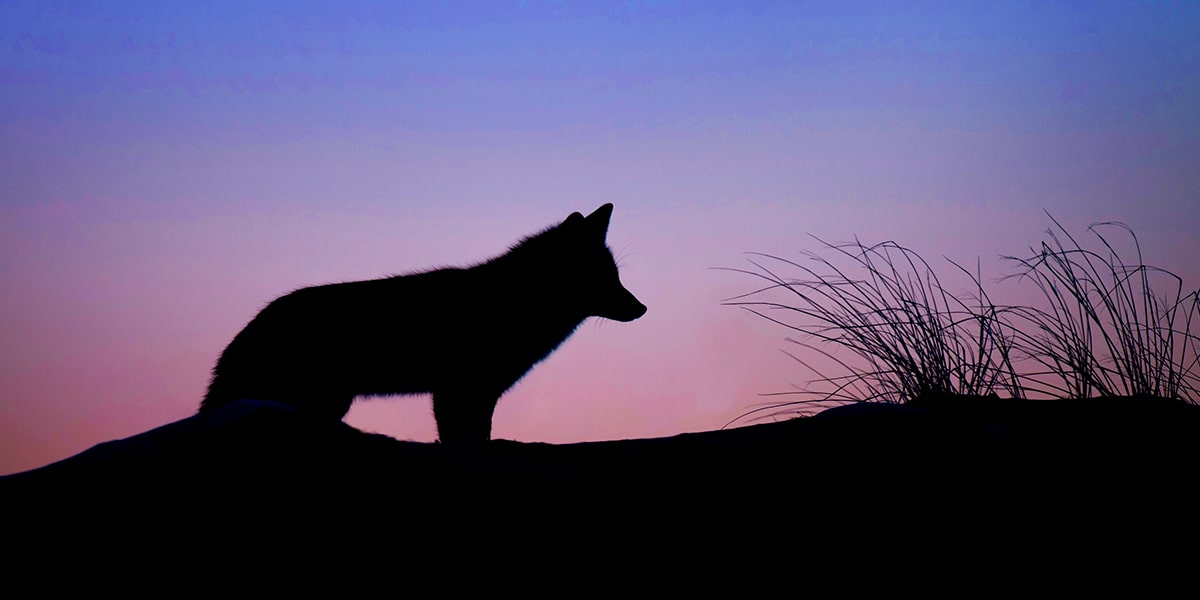 a silhouette of a wolf during a sunrise