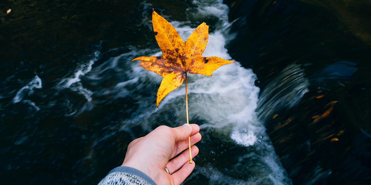 hand holding a leaf by a stream.