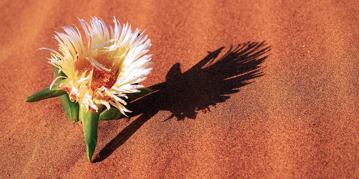 desert flower blooming