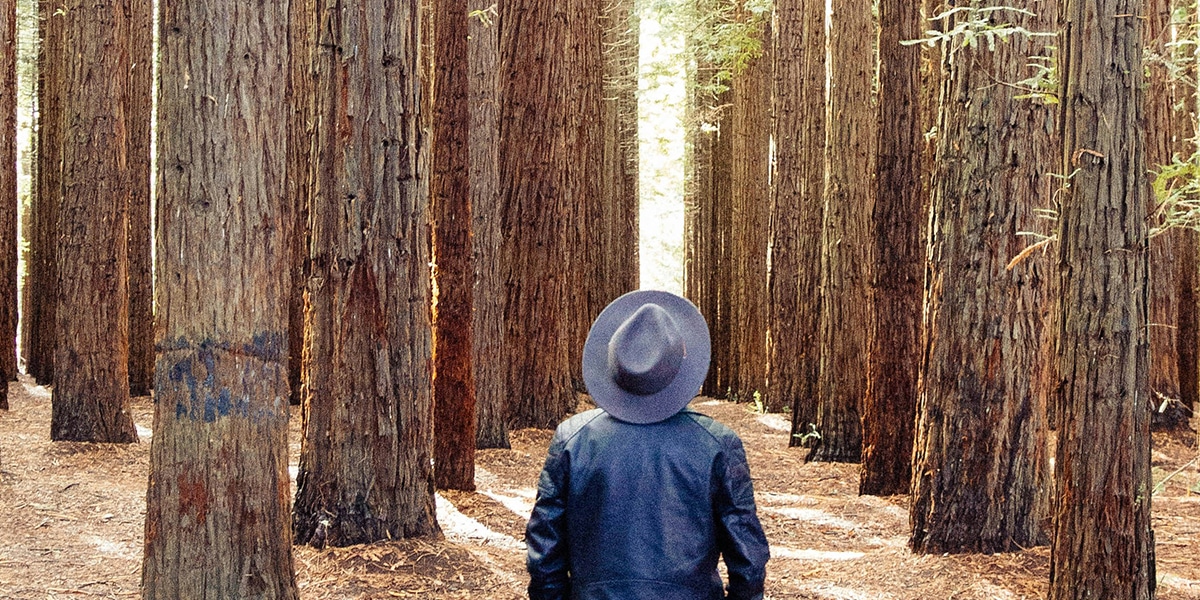 man wearing a hat, looking up at very large trees in a forest.