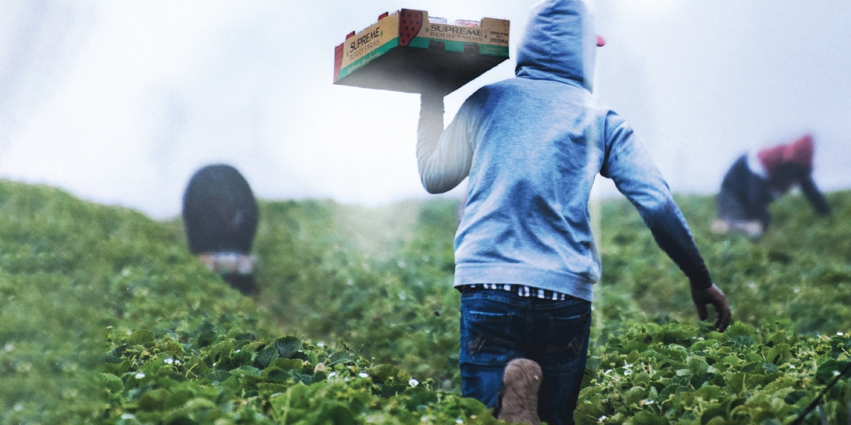 Farm workers carrying produce