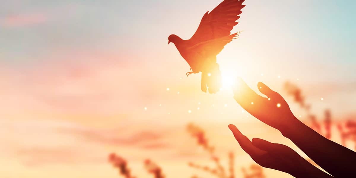 hands releasing a white peace dove