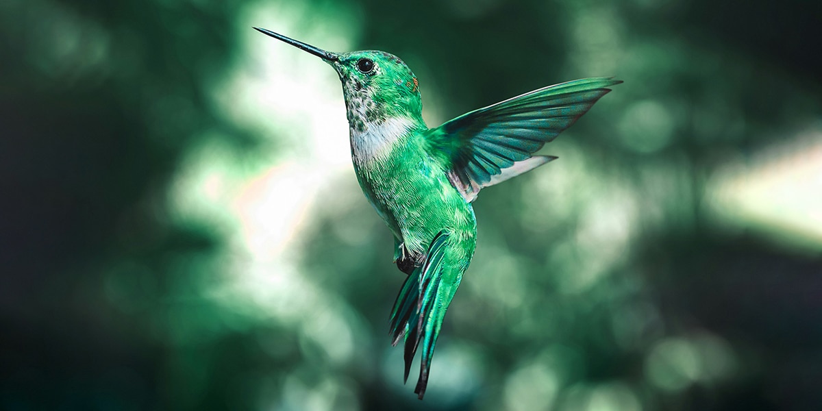 a hummingbird flying