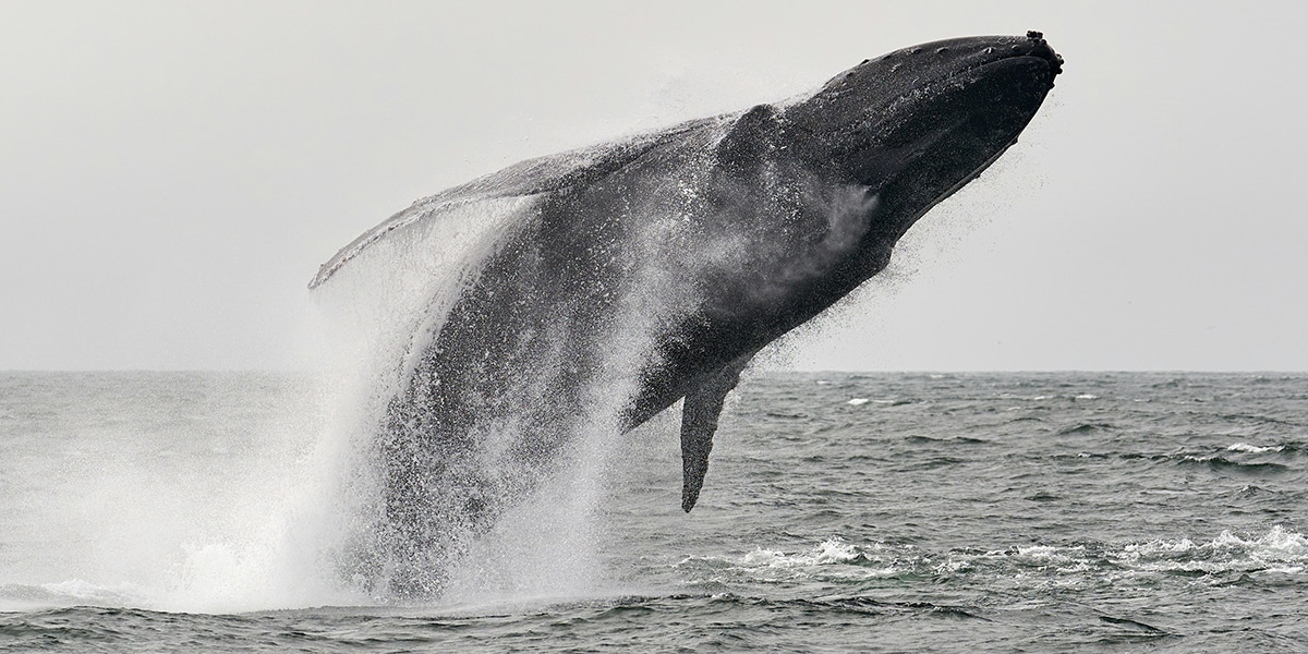 A whale jumping out of the water.