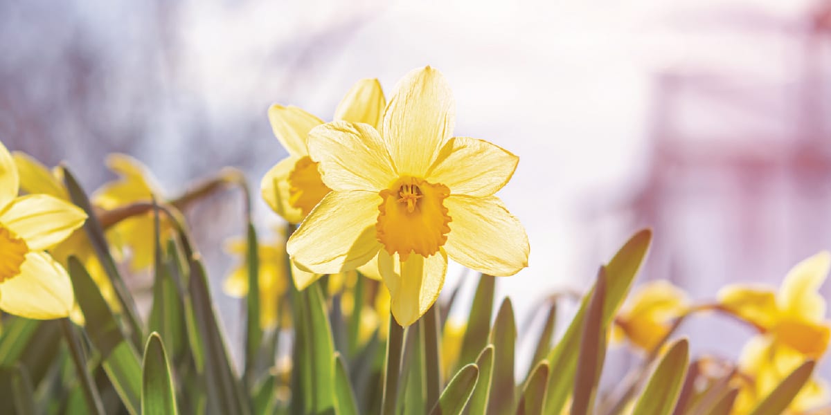 Tulips in bloom