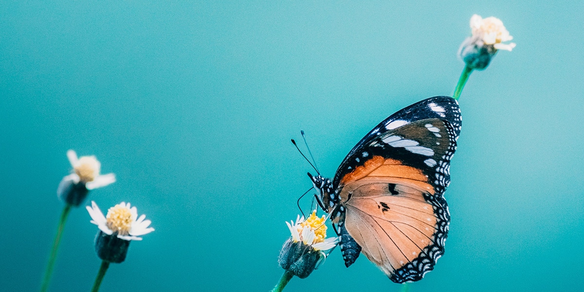 monarch butterfly resting on a flower