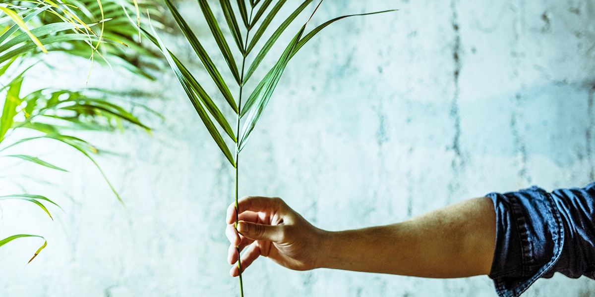 hand holding a palm branch